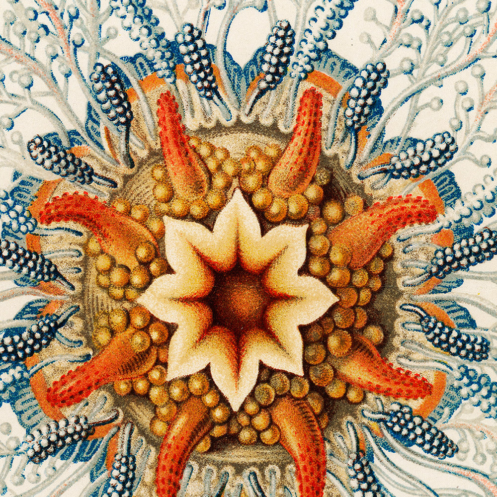 Tube Jellyfish (Hydromedusen Rohrenquallen) by Ernst Haeckel, 1904