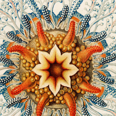 Tube Jellyfish (Hydromedusen Rohrenquallen) by Ernst Haeckel, 1904