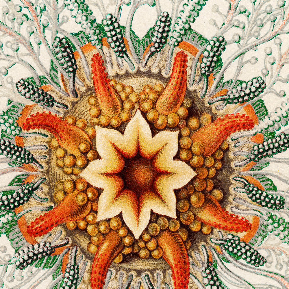 Tube Jellyfish (Hydromedusen Rohrenquallen) by Ernst Haeckel, 1904