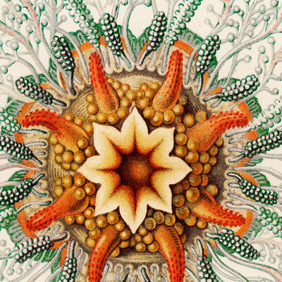 Tube Jellyfish (Hydromedusen Rohrenquallen) by Ernst Haeckel, 1904