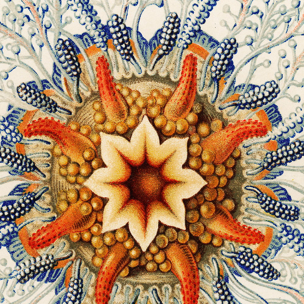 Tube Jellyfish (Hydromedusen Rohrenquallen) by Ernst Haeckel, 1904