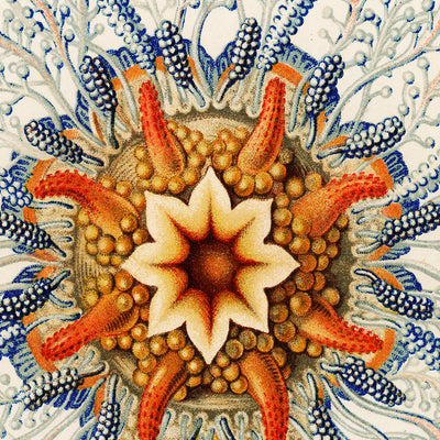 Tube Jellyfish (Hydromedusen Rohrenquallen) by Ernst Haeckel, 1904