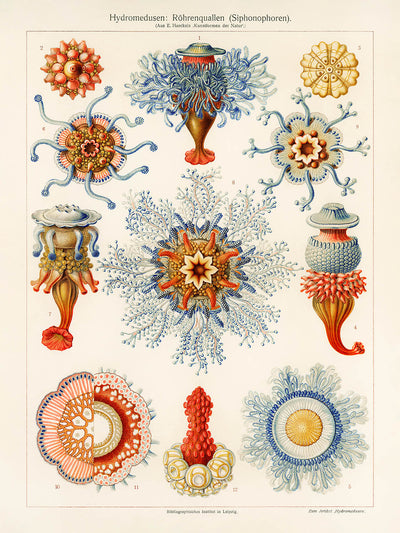 Tube Jellyfish (Hydromedusen Rohrenquallen) by Ernst Haeckel, 1904