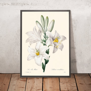 Illustration botanique de la Madone de Lily par Pierre-Joseph Redouté, 1827 