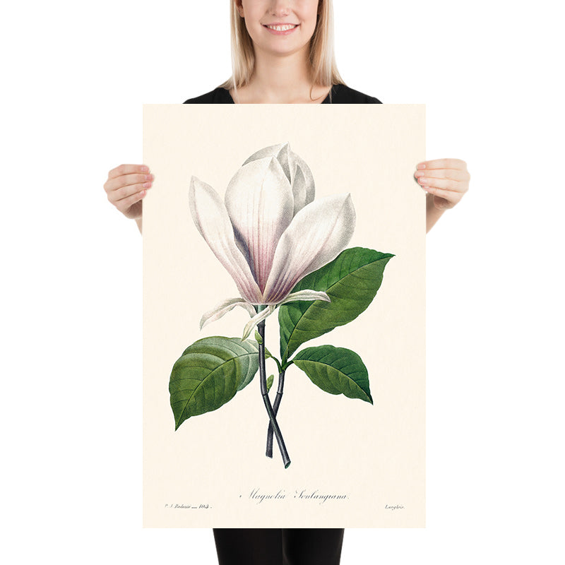 Ilustración botánica de Magnolia Soulangiana por Pierre-Joseph Redouté, 1827 