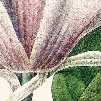 Ilustración botánica de Magnolia Soulangiana por Pierre-Joseph Redouté, 1827 