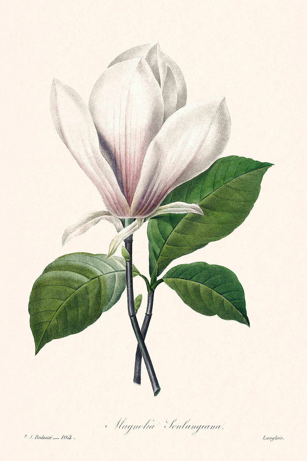 Ilustración botánica de Magnolia Soulangiana por Pierre-Joseph Redouté, 1827 
