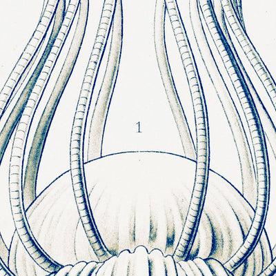 Dome Shaped Jellyfish (Narcomedusae Spangenquallen) by Ernst Haeckel, 1904