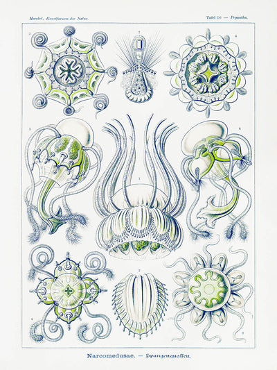 Dome Shaped Jellyfish (Narcomedusae Spangenquallen) by Ernst Haeckel, 1904