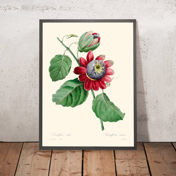 Passiflore Ailee Botanical Illustration by Pierre-Joseph Redouté, 1827