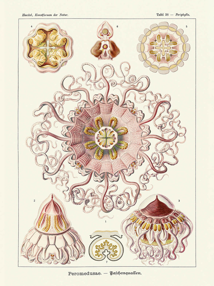 Medusa Simmetrica Rilassante (Peromedusae Talchenquallen) di Ernst Haeckel, 1904 