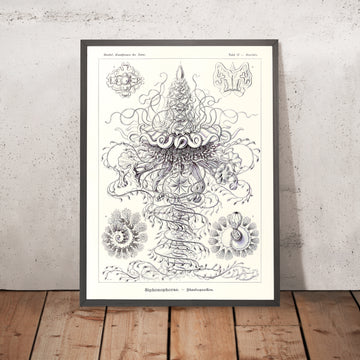 De nombreuses méduse tentaculées (Siphonophorae Staatsquallen) par Ernst Haeckel, 1904 