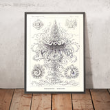 Viele Tentakelqualle (Siphonophorae Staatsquallen) von Ernst Haeckel, 1904 