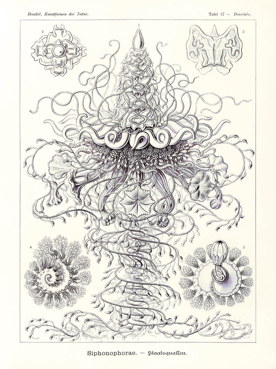 Molti Meduse Tentacolari (Siphonophorae Staatsquallen) di Ernst Haeckel, 1904 