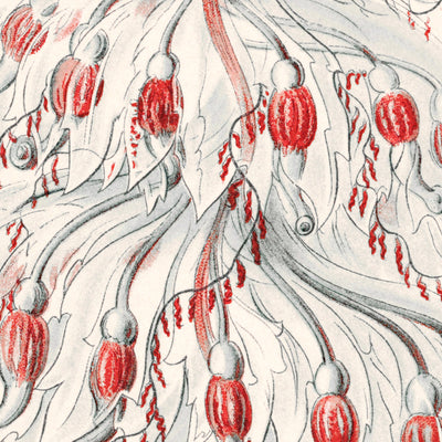 Zoológico de pólipos de tubo (Siphonophorae Staatsquallen) por Ernst Haeckel, 1904 