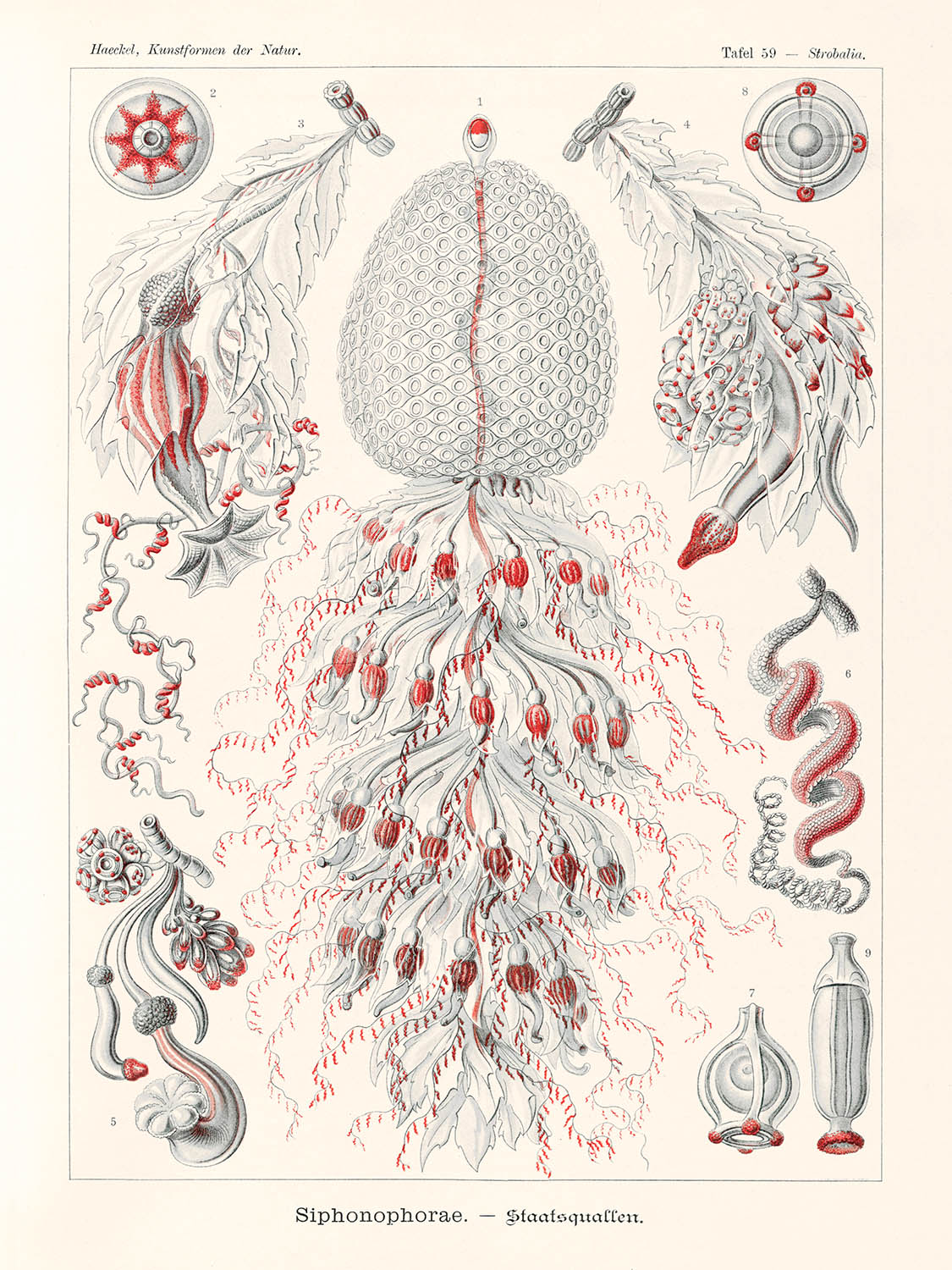 Zoológico de pólipos de tubo (Siphonophorae Staatsquallen) por Ernst Haeckel, 1904 