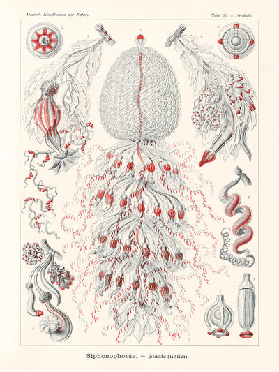 Zoológico de pólipos de tubo (Siphonophorae Staatsquallen) por Ernst Haeckel, 1904 