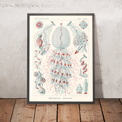 Zoológico de pólipos de tubo (Siphonophorae Staatsquallen) por Ernst Haeckel, 1904 