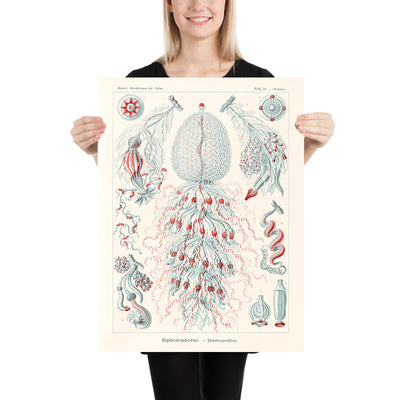 Zoológico de pólipos de tubo (Siphonophorae Staatsquallen) por Ernst Haeckel, 1904 