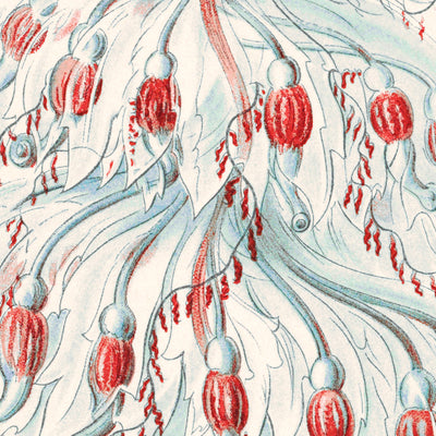 Zoológico de pólipos de tubo (Siphonophorae Staatsquallen) por Ernst Haeckel, 1904 