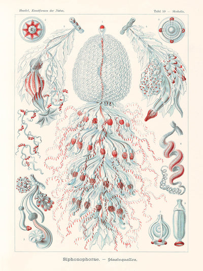 Zoológico de pólipos de tubo (Siphonophorae Staatsquallen) por Ernst Haeckel, 1904 