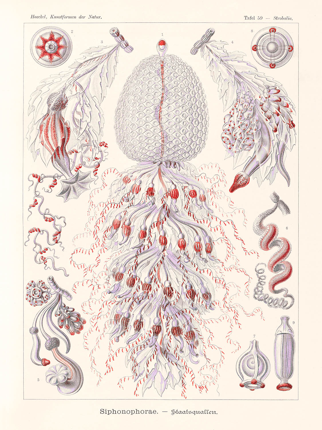 Zoológico de pólipos de tubo (Siphonophorae Staatsquallen) por Ernst Haeckel, 1904 