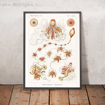 Medusa Alienígena Larga (Siphonophorae Staatsquallen) de Ernst Haeckel, 1904 