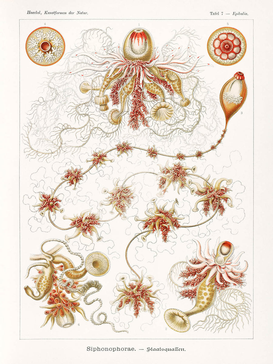 Medusa Alieno Lunga (Siphonophorae Staatsquallen) di Ernst Haeckel, 1904 