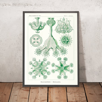 Stalked Jellyfish (Stauromedusae Becherquallen) by Ernst Haeckel, 1904
