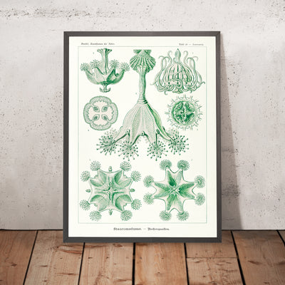 Stalked Jellyfish (Stauromedusae Becherquallen) von Ernst Haeckel, 1904 