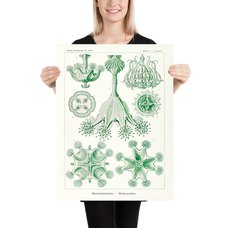 Stalked Jellyfish (Stauromedusae Becherquallen) von Ernst Haeckel, 1904 