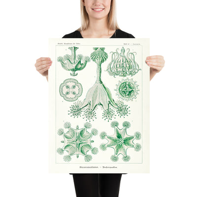 Stalked Jellyfish (Stauromedusae Becherquallen) von Ernst Haeckel, 1904 