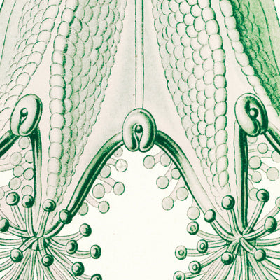 Stalked Jellyfish (Stauromedusae Becherquallen) von Ernst Haeckel, 1904 