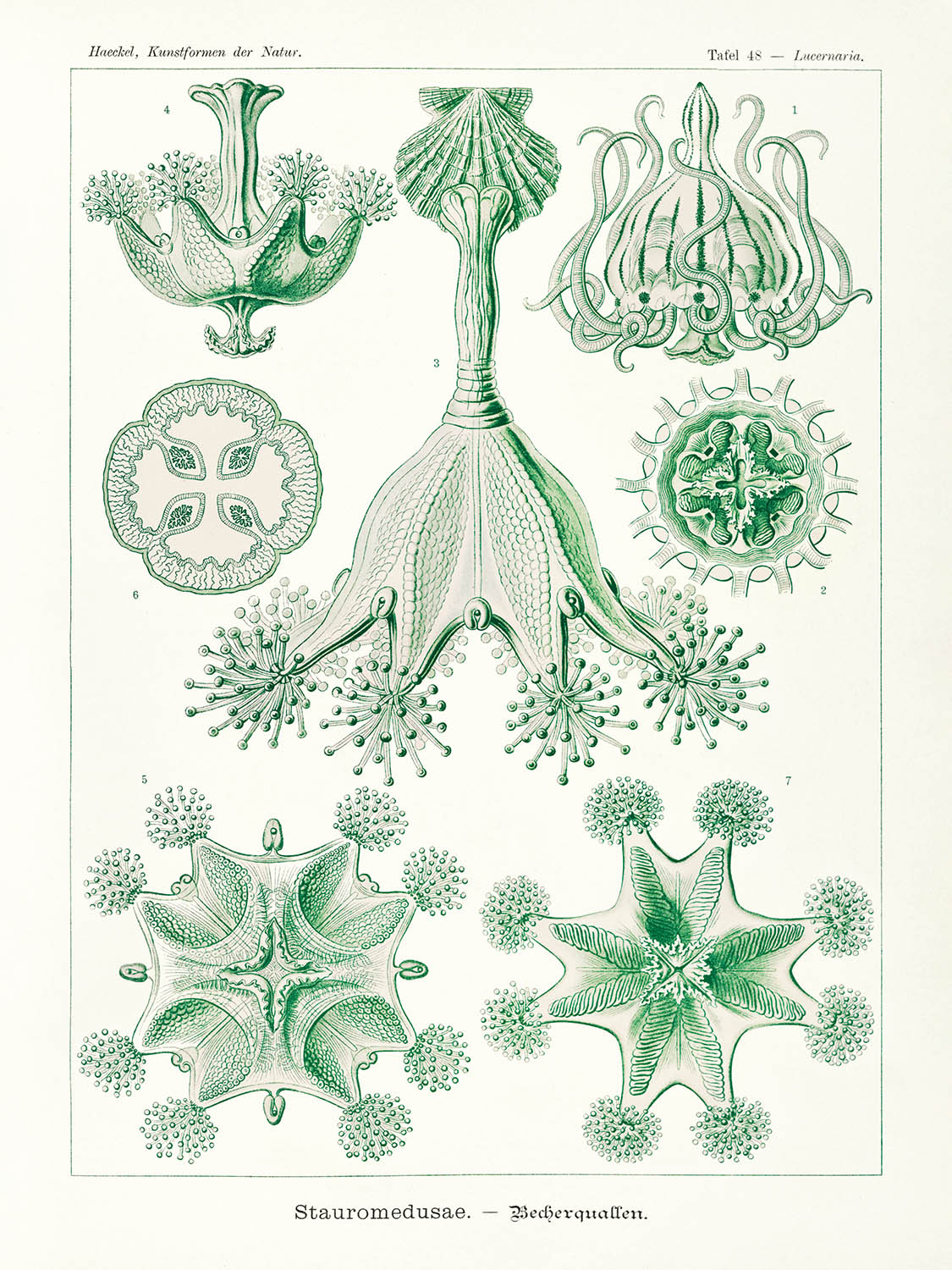 Stalked Jellyfish (Stauromedusae Becherquallen) von Ernst Haeckel, 1904 