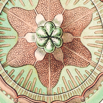 Star Shaped Jellyfish (Trachomedusae Kolbenquallen) by Ernst Haeckel, 1904