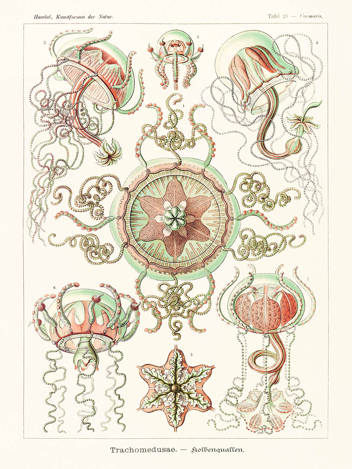 Star Shaped Jellyfish (Trachomedusae Kolbenquallen) by Ernst Haeckel, 1904