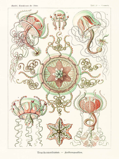 Star Shaped Jellyfish (Trachomedusae Kolbenquallen) by Ernst Haeckel, 1904