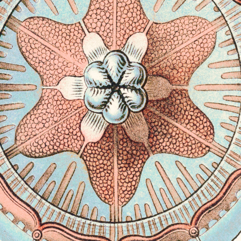 Star Shaped Jellyfish (Trachomedusae Kolbenquallen) by Ernst Haeckel, 1904