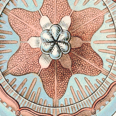 Star Shaped Jellyfish (Trachomedusae Kolbenquallen) by Ernst Haeckel, 1904