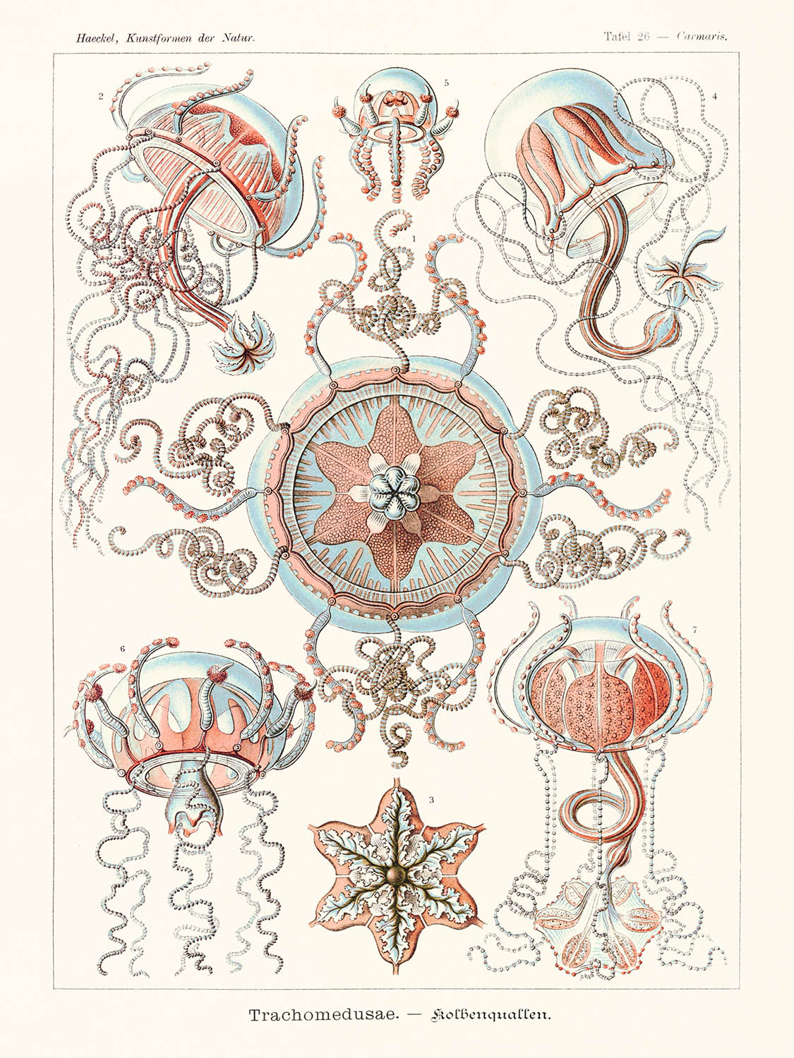 Star Shaped Jellyfish (Trachomedusae Kolbenquallen) by Ernst Haeckel, 1904