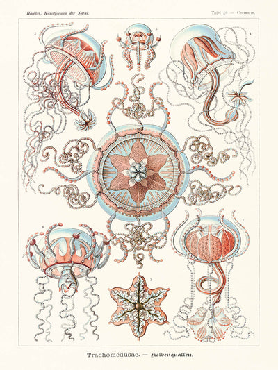 Star Shaped Jellyfish (Trachomedusae Kolbenquallen) by Ernst Haeckel, 1904