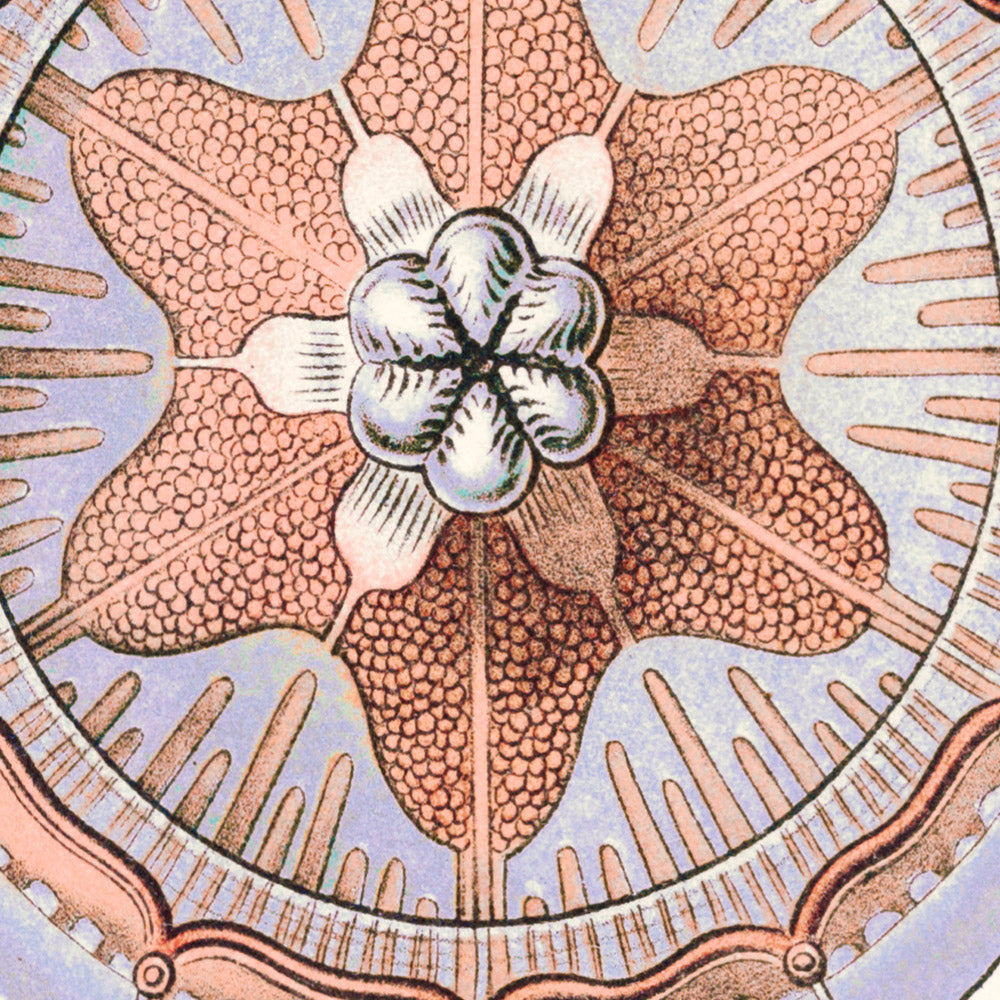 Star Shaped Jellyfish (Trachomedusae Kolbenquallen) by Ernst Haeckel, 1904
