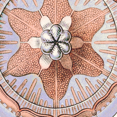 Star Shaped Jellyfish (Trachomedusae Kolbenquallen) by Ernst Haeckel, 1904