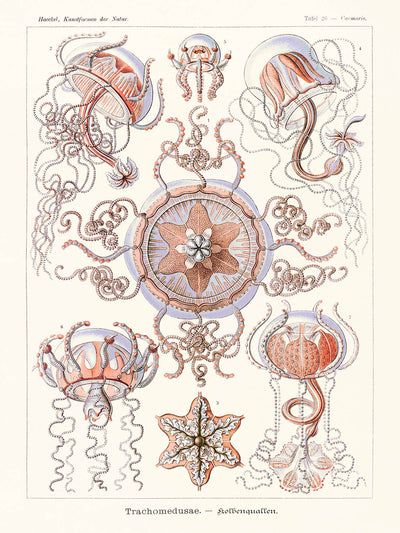 Star Shaped Jellyfish (Trachomedusae Kolbenquallen) by Ernst Haeckel, 1904