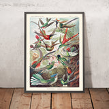 Colibris (Trochilidae Kolibris) Illustration par Ernst Haeckel, 1904 