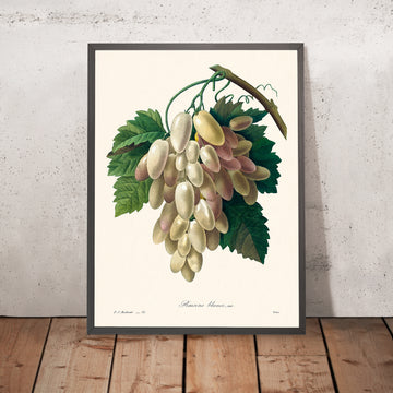 White Grape Botanical Illustration by Pierre-Joseph Redouté, 1827
