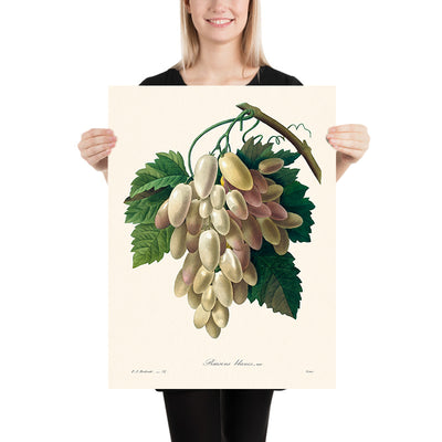 White Grape Botanical Illustration by Pierre-Joseph Redouté, 1827