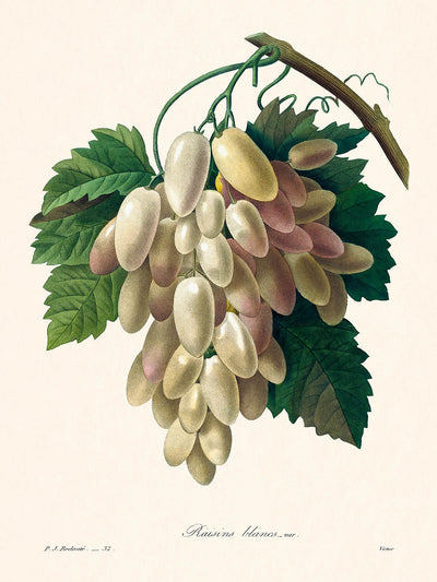 White Grape Botanical Illustration by Pierre-Joseph Redouté, 1827