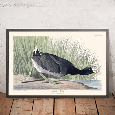 Amerikanischer Blässhuhn von John James Audubon, 1827 