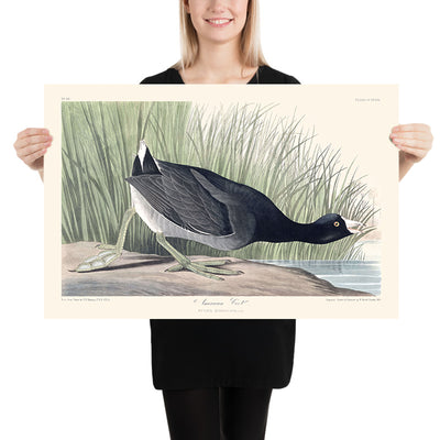 Amerikanischer Blässhuhn von John James Audubon, 1827 